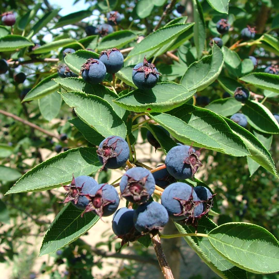 Serviceberry, saskatoon, shadblow - SPRING GLORY