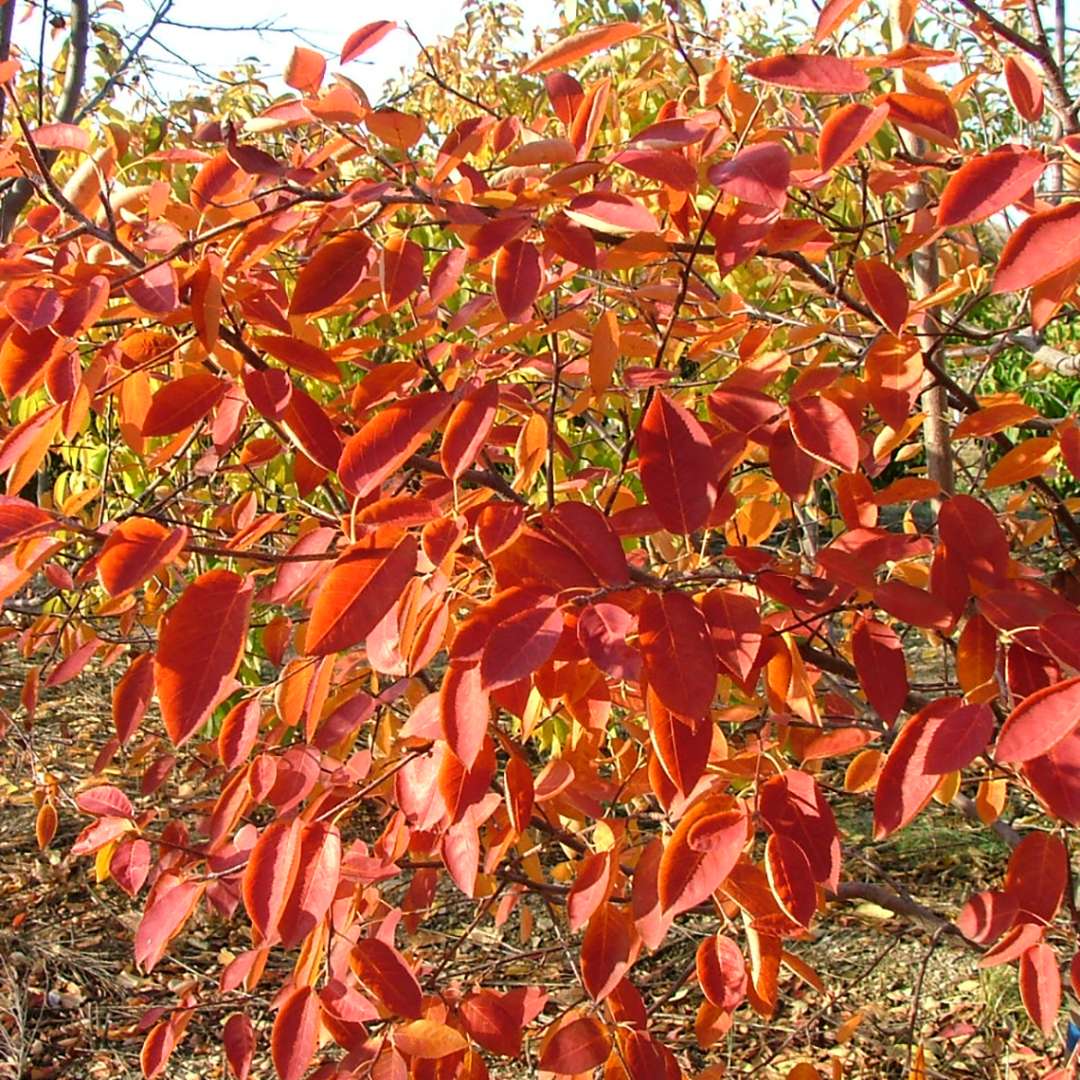 Serviceberry, saskatoon, shadblow - SPRING GLORY