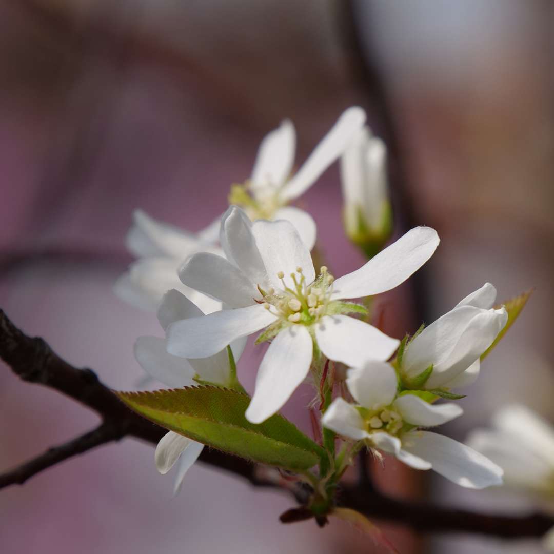 Serviceberry, saskatoon, shadblow - SPRING GLORY