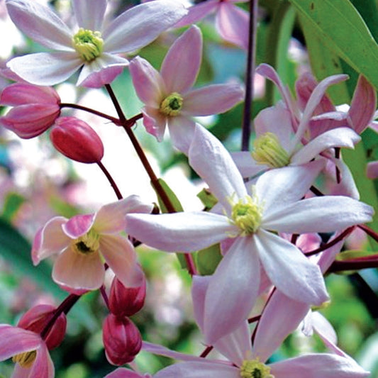 Clematis - armandii Apple Blossom