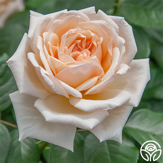 Rose - Apricots n' Cream