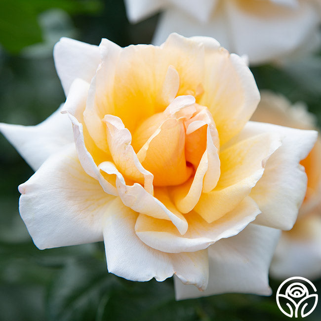 Rose - Apricots n' Cream