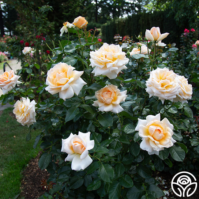 Rose - Apricots n' Cream