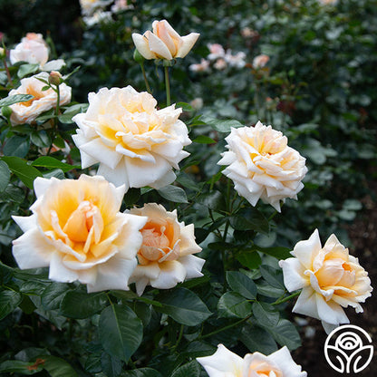 Rose - Apricots n' Cream