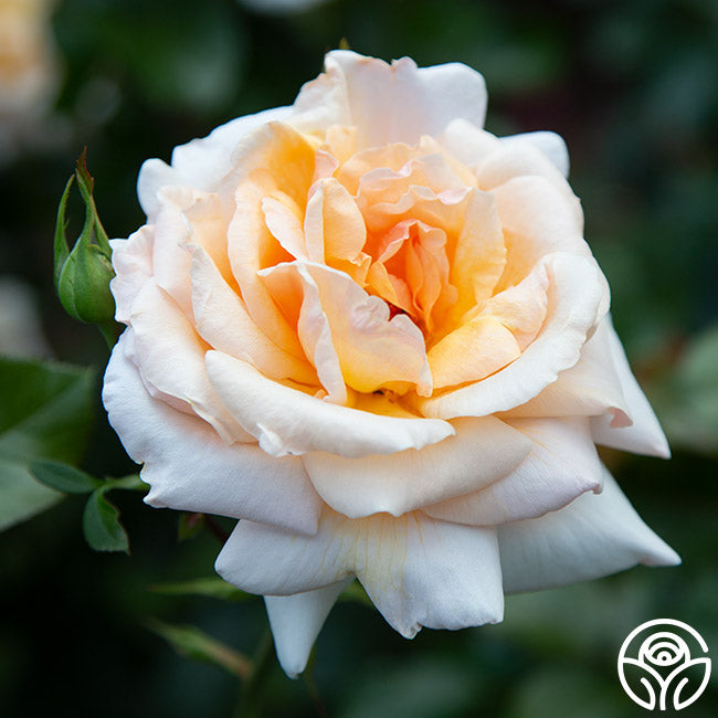 Rose - Apricots n' Cream