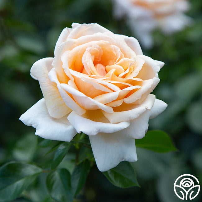Rose - Apricots n' Cream
