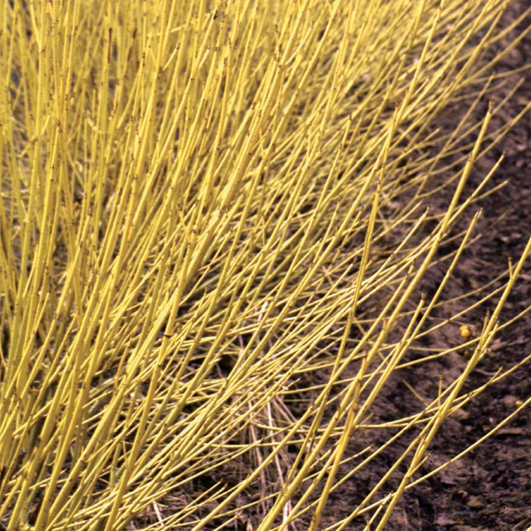 Red-Twig Dogwood - ARCTIC FIRE Yellow
