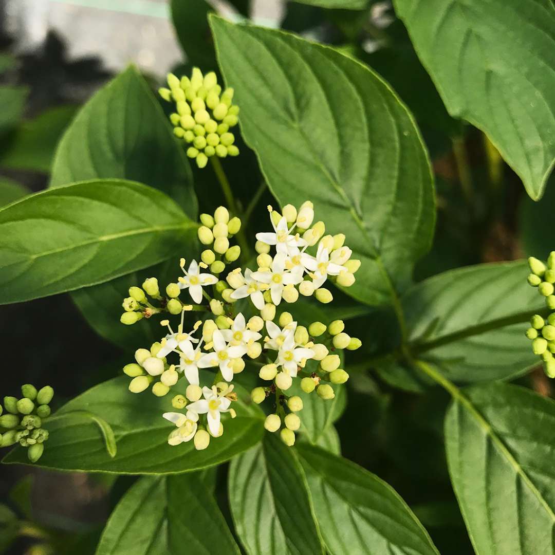 Red-Twig Dogwood - ARCTIC FIRE Yellow