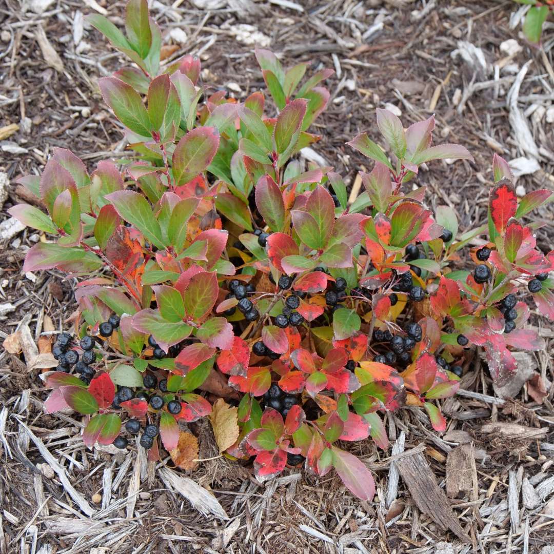 Aronia 'UCONNAM012'