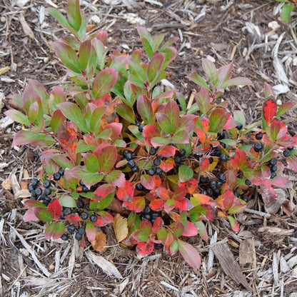 Aronia 'UCONNAM012'