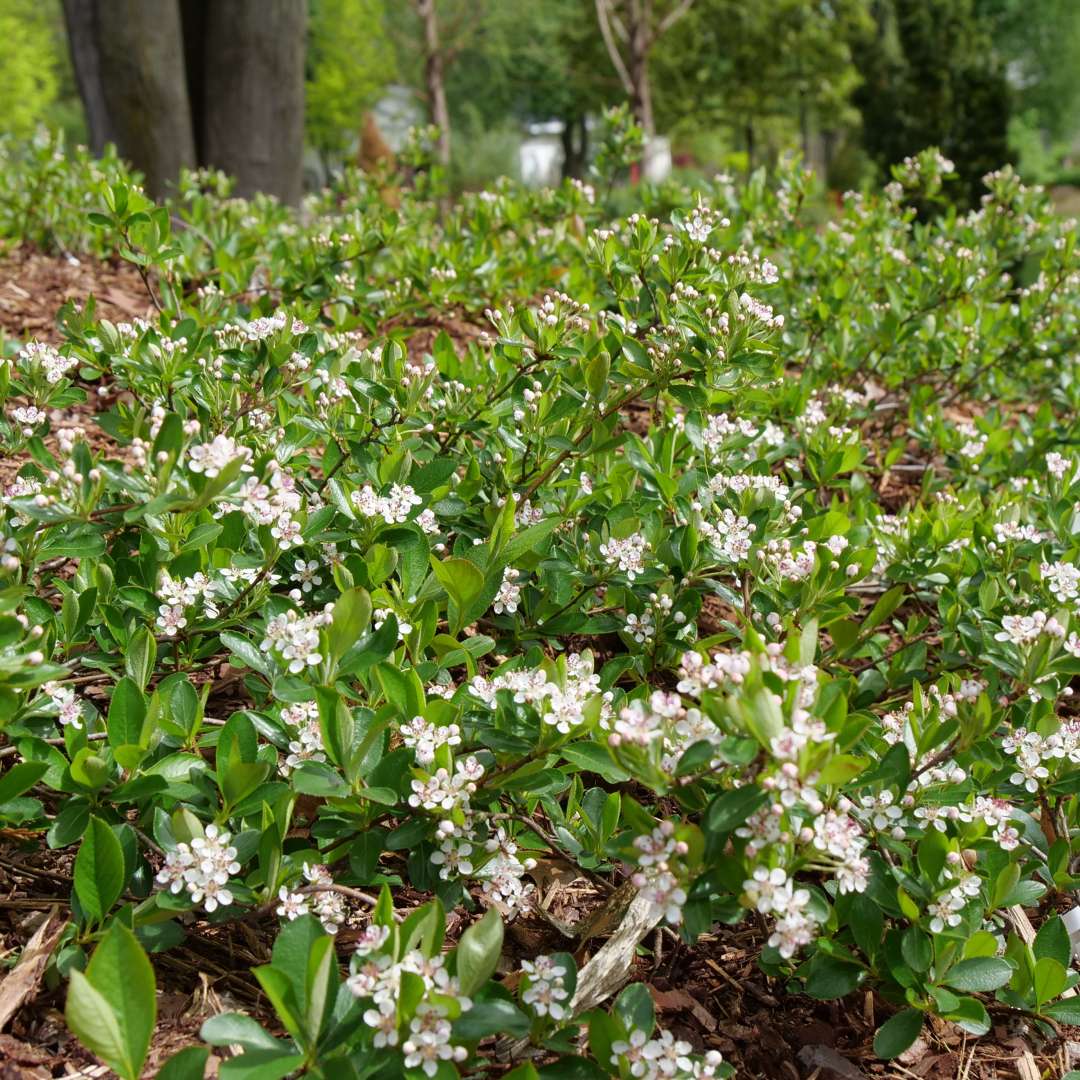 Aronia 'UCONNAM012'