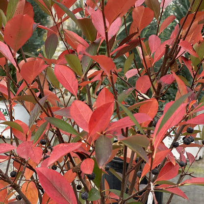 Chokeberry - LOW SCAPE SNOWFIRE