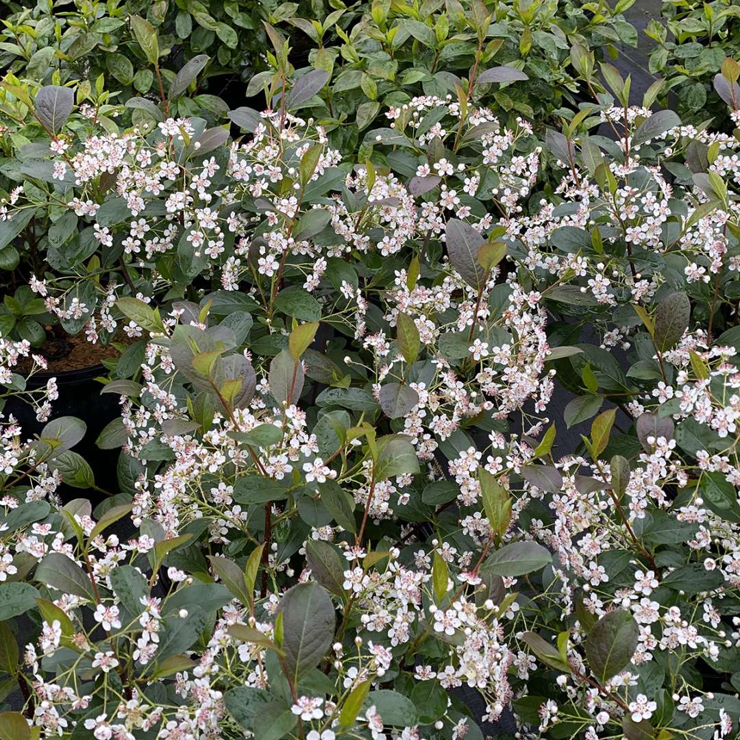 Chokeberry - LOW SCAPE SNOWFIRE