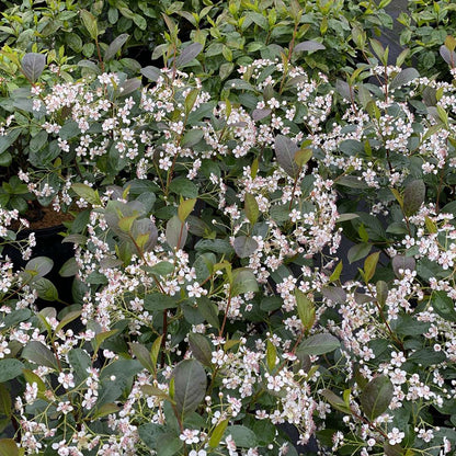 Chokeberry - LOW SCAPE SNOWFIRE
