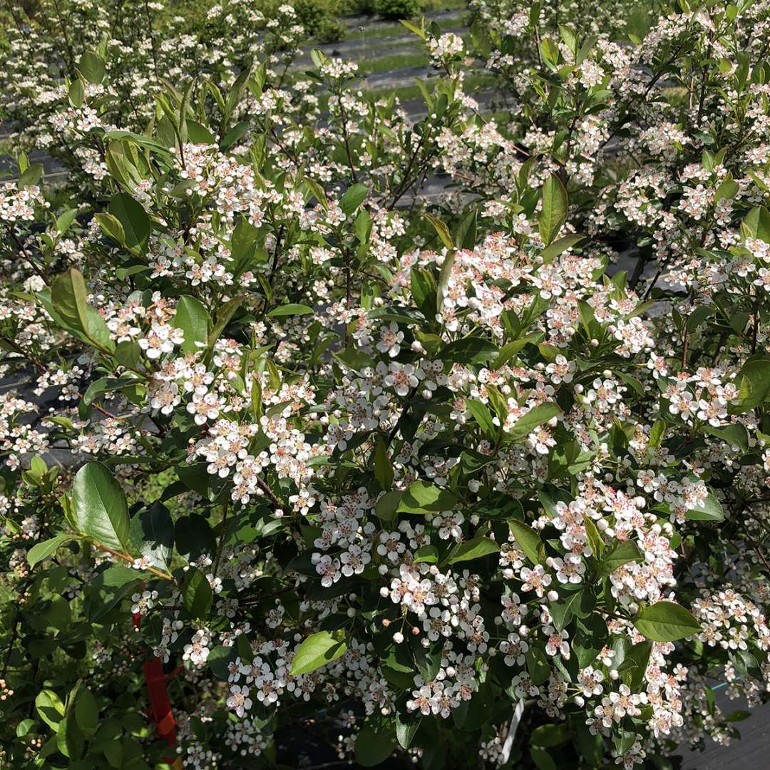 Chokeberry - LOW SCAPE SNOWFIRE