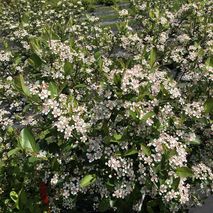 Chokeberry - LOW SCAPE SNOWFIRE