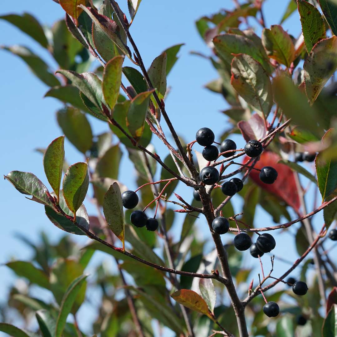 Chokeberry - LOW SCAPE SNOWFIRE