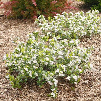 Aronia 'UCONNAM165'