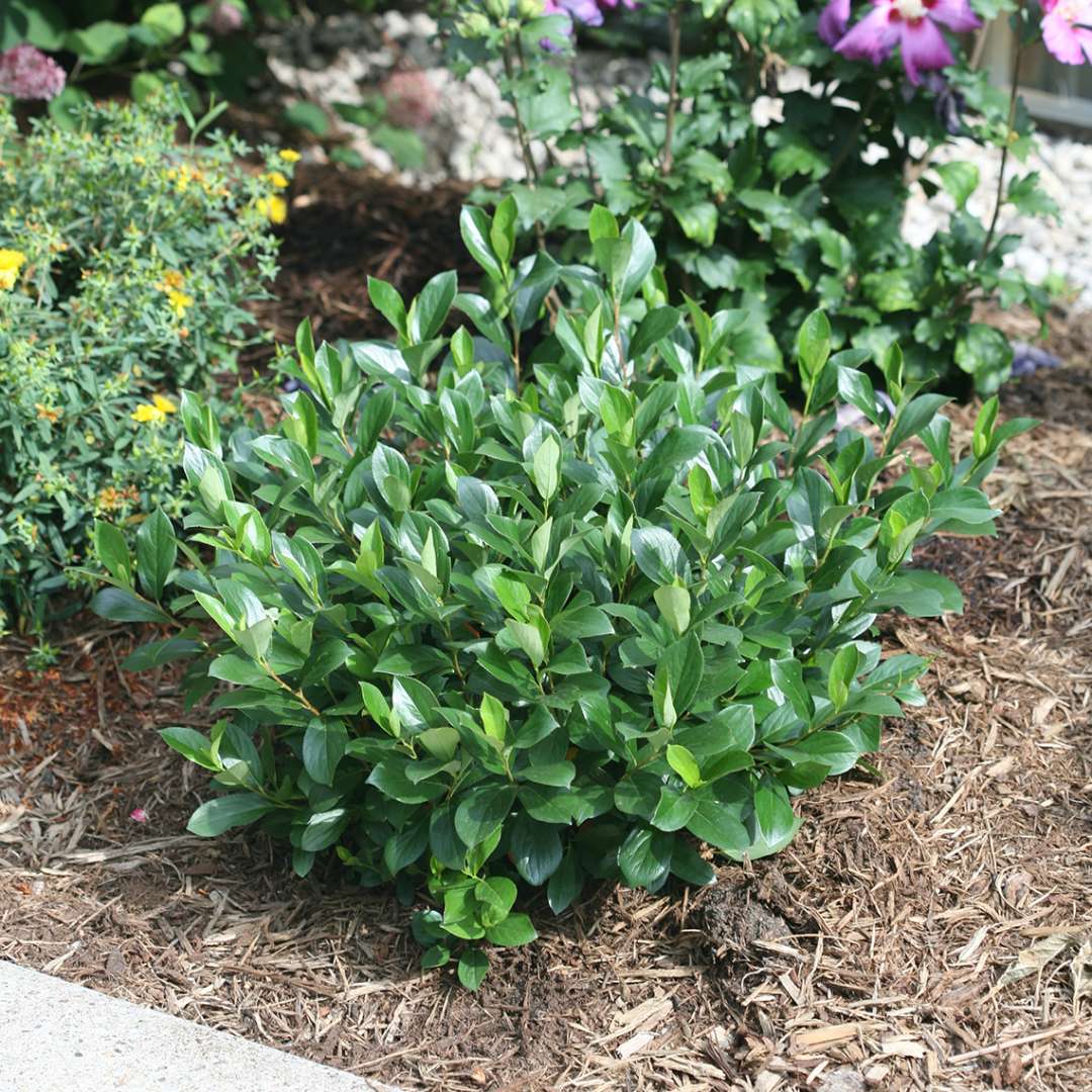Aronia 'UCONNAM165'