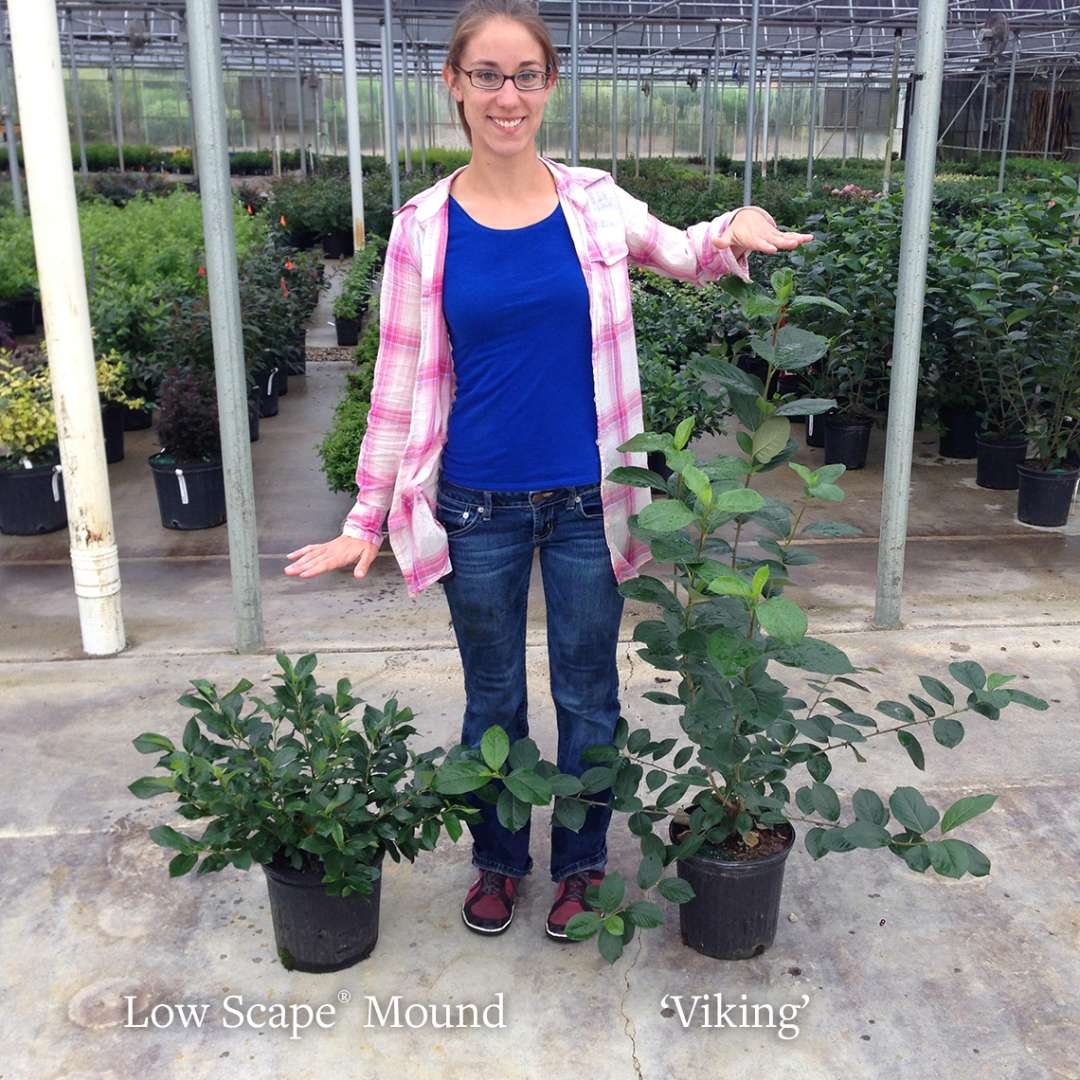 Aronia 'UCONNAM165'