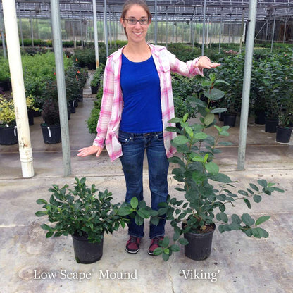 Aronia 'UCONNAM165'