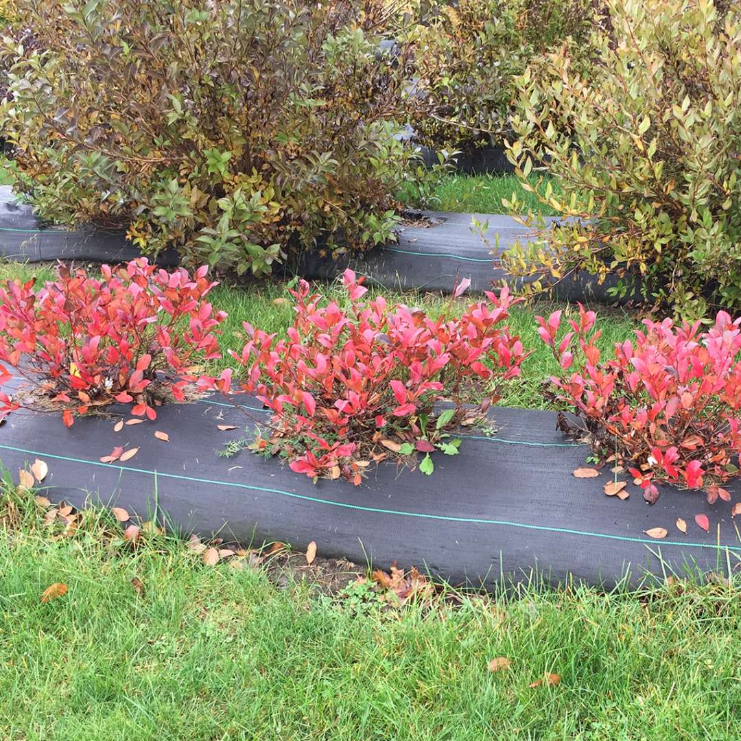 Aronia 'UCONNAM165'