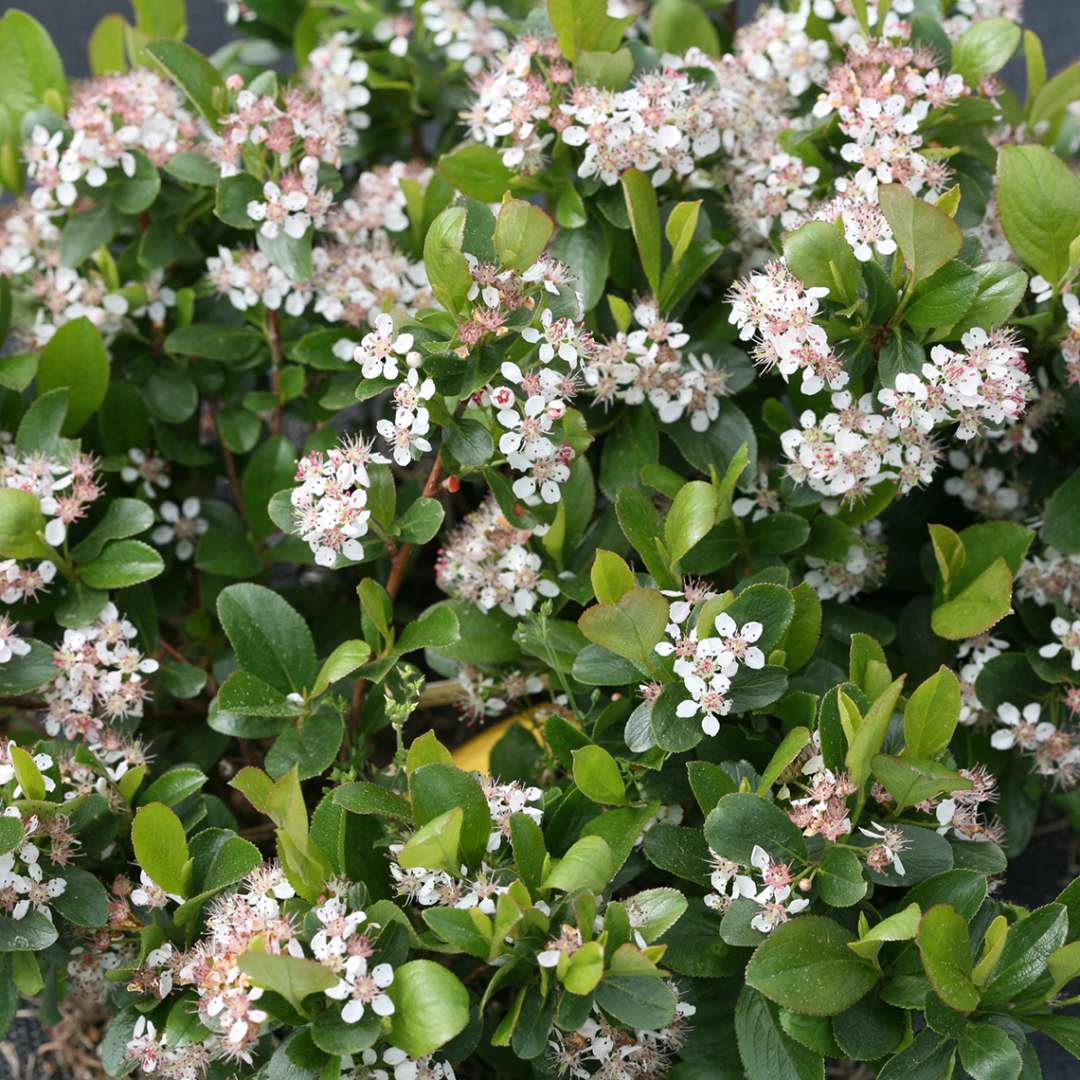 Aronia 'UCONNAM165'