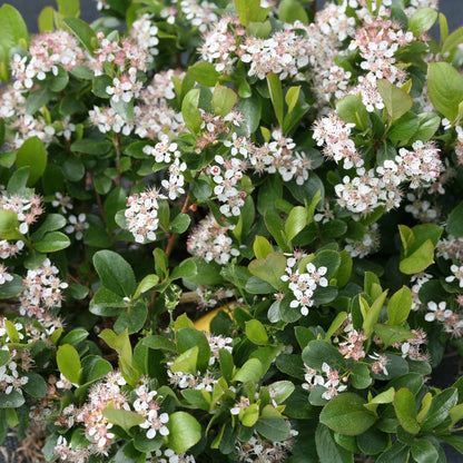 Aronia 'UCONNAM165'
