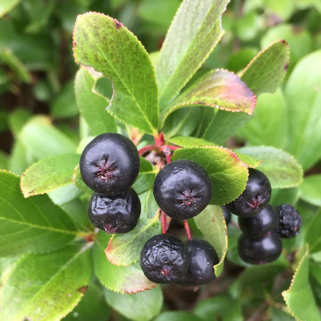 Aronia 'UCONNAM165'