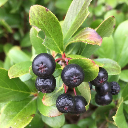 Aronia 'UCONNAM165'