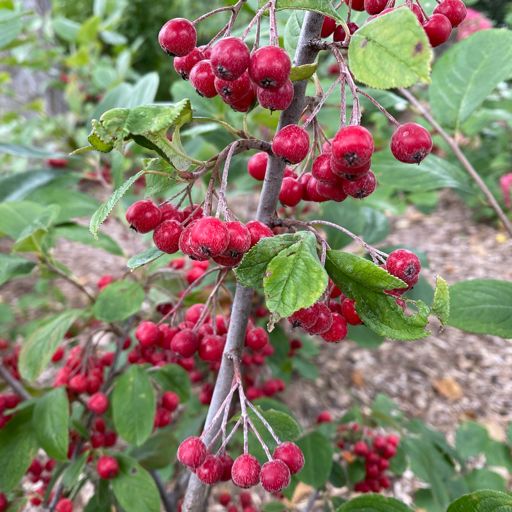 Red aronia - BERRY SCAPE