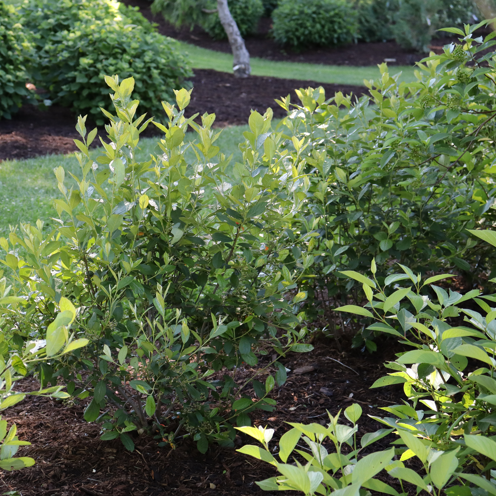 Red aronia - BERRY SCAPE