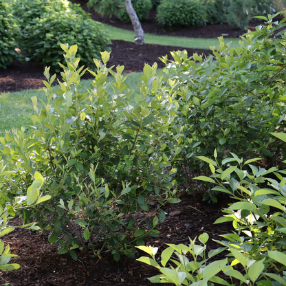 Red aronia - BERRY SCAPE