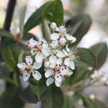 Red aronia - BERRY SCAPE