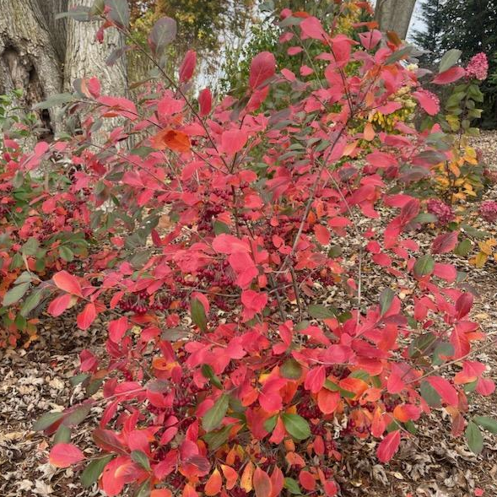 Red aronia - BERRY SCAPE