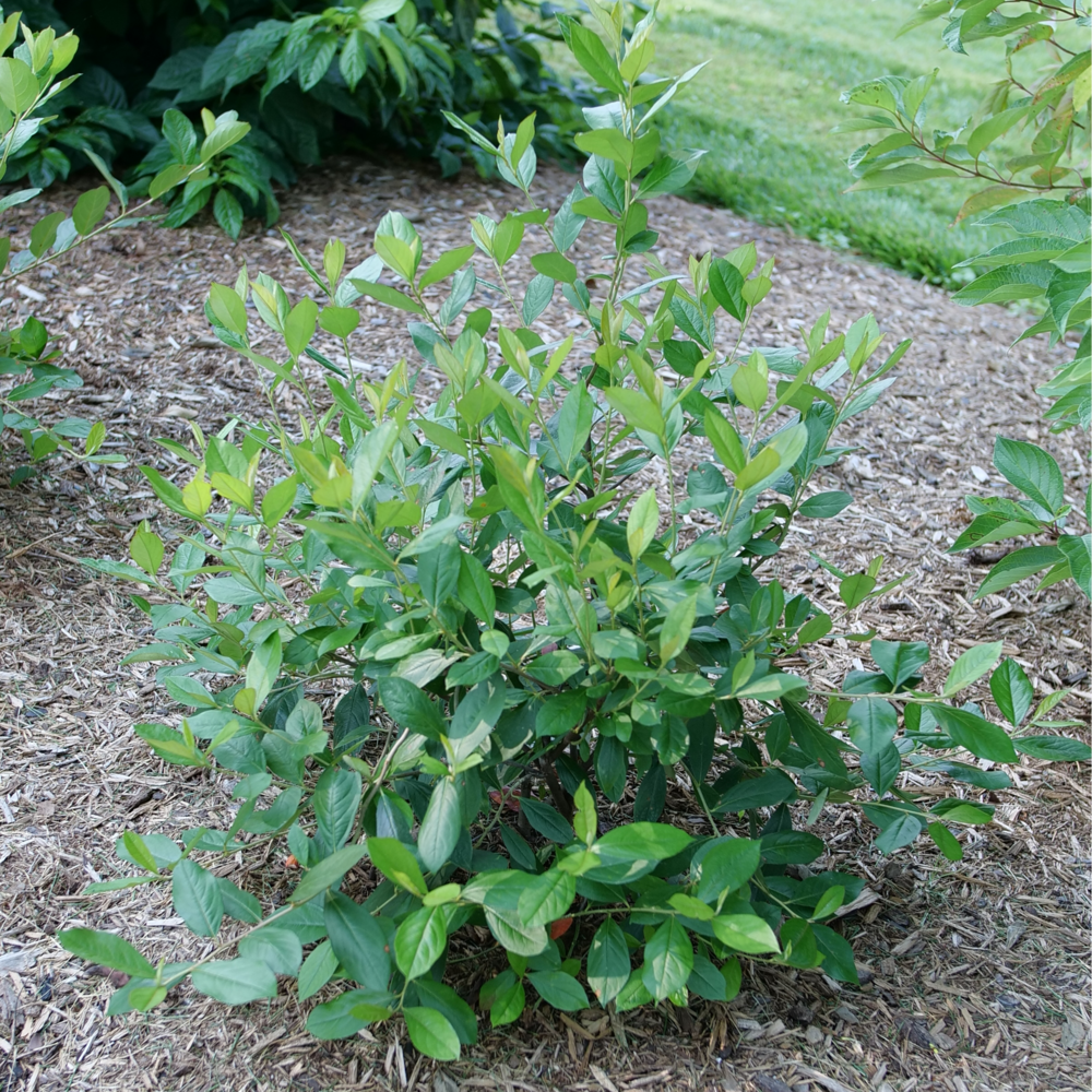 Red aronia - BERRY SCAPE
