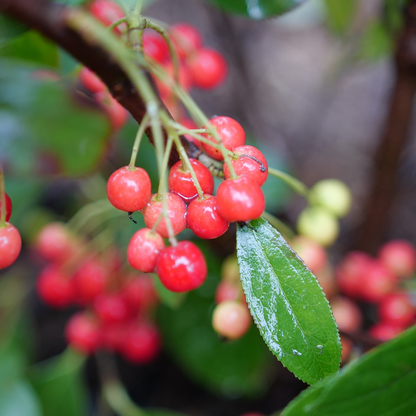 Red aronia - BERRY SCAPE