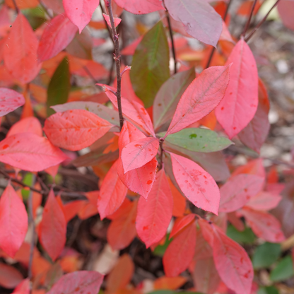 Red aronia - BERRY SCAPE