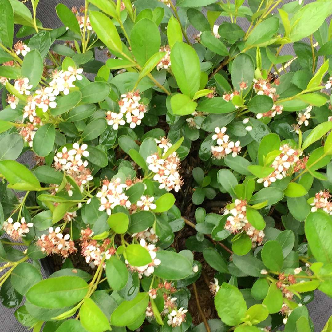 Aronia 'UCONNAM012'