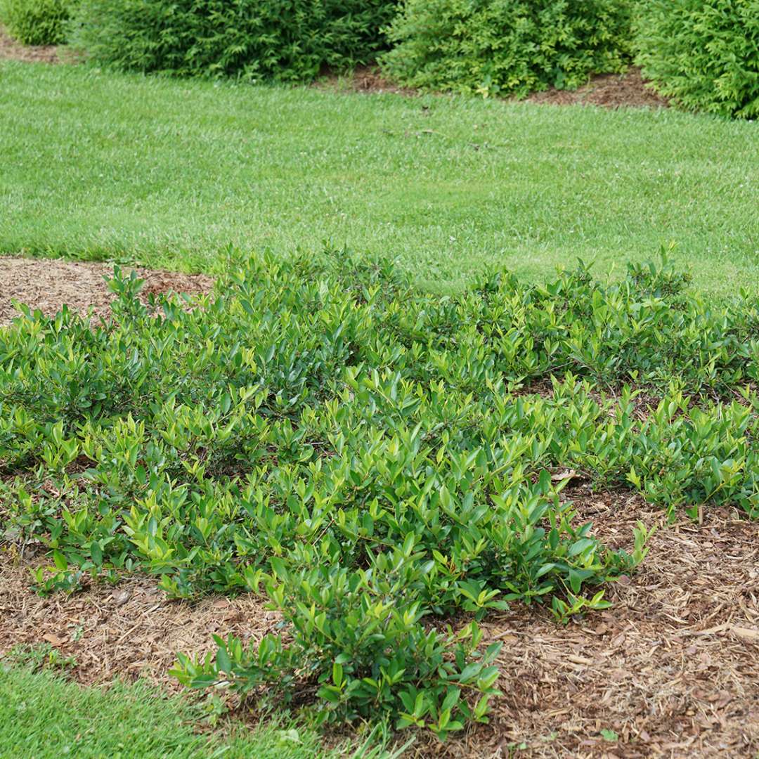 Aronia 'UCONNAM012'
