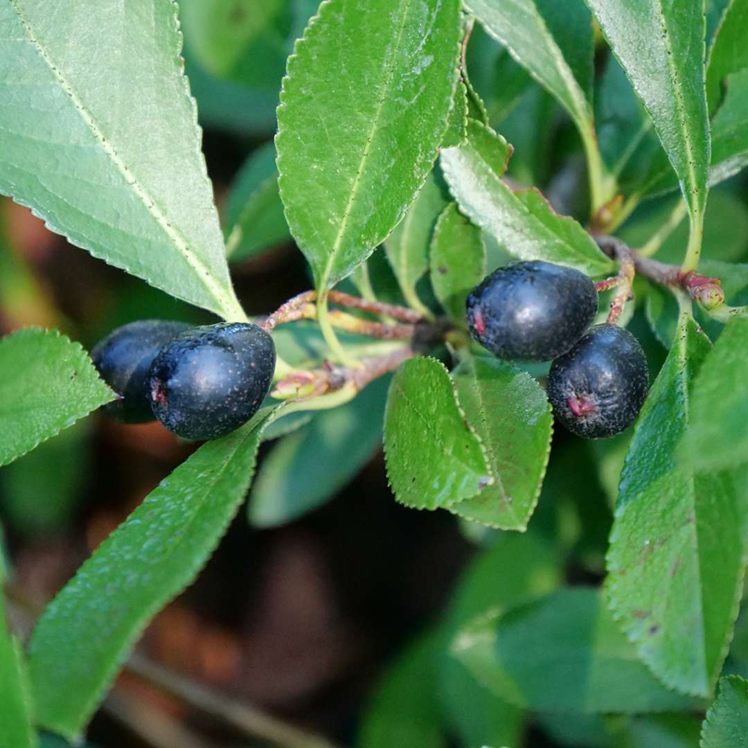 Aronia 'UCONNAM012'