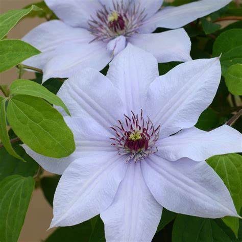 Clematis 'Bernadine' - Silvery -  6ft Dwarf Variety