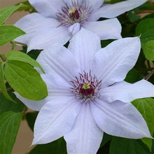 Load image into Gallery viewer, Clematis &#39;Bernadine&#39; - Silvery -  6ft Dwarf Variety
