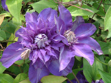 Load image into Gallery viewer, Clematis &#39;Shikou&#39; / &#39;Shikoo&#39; - Multi-Bloom Blue Violet
