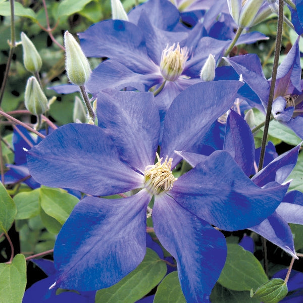 Clematis - Ascotiensis