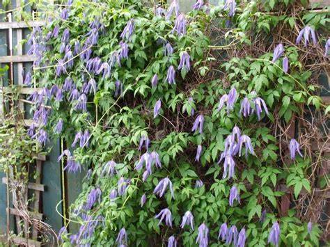 Clematis 'Alpina Blue Dancer'