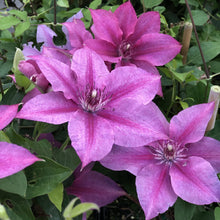 Load image into Gallery viewer, Clematis - Rosalie AKA Pascal&#39;s Pink - Color Changing
