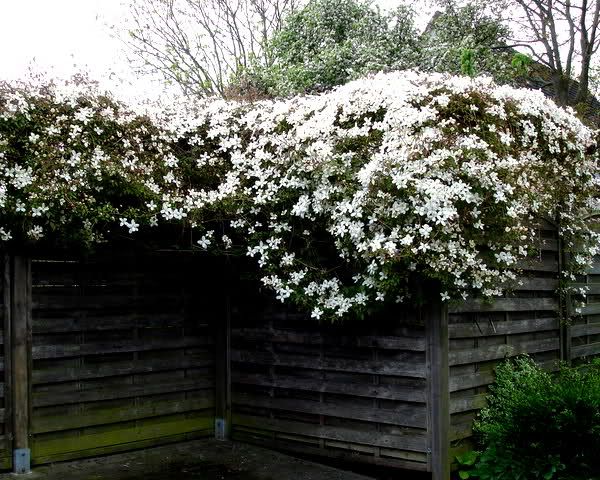 Clematis 'Montana Grandiflora' - Fragrant
