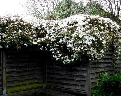 Clematis 'Montana Grandiflora' - Fragrant