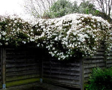 Load image into Gallery viewer, Clematis Flowering Vine - Fragrant Montana Grandiflora
